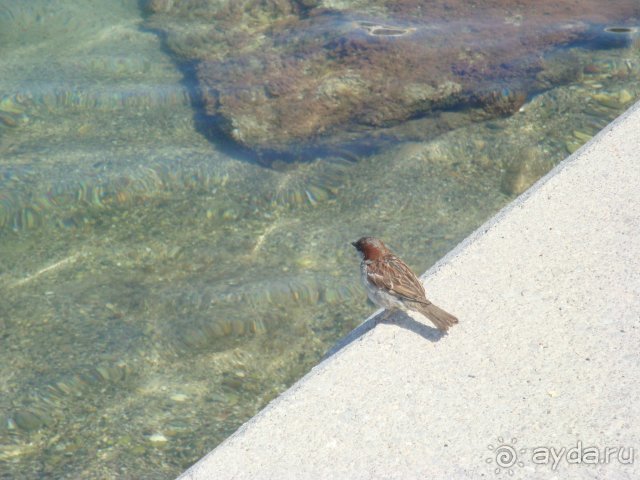 Солнечный остров Родос