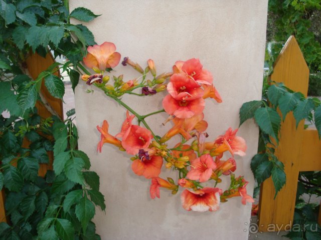 Солнечный остров Родос