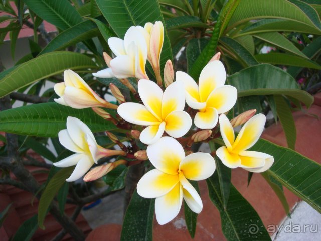 Солнечный остров Родос