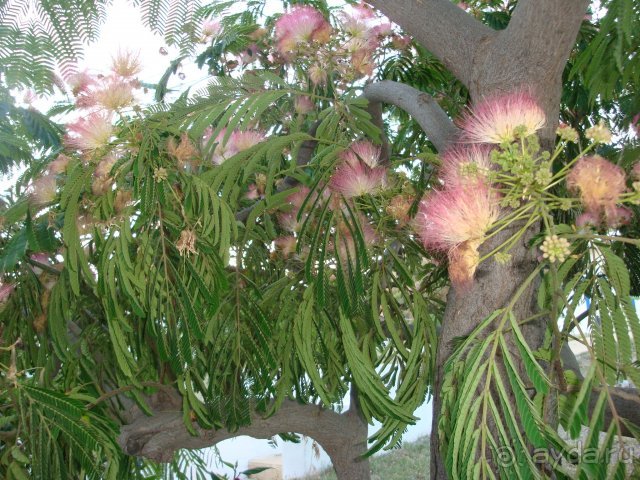 Солнечный остров Родос