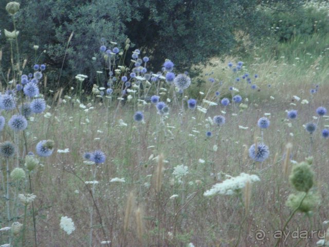 Солнечный остров Родос