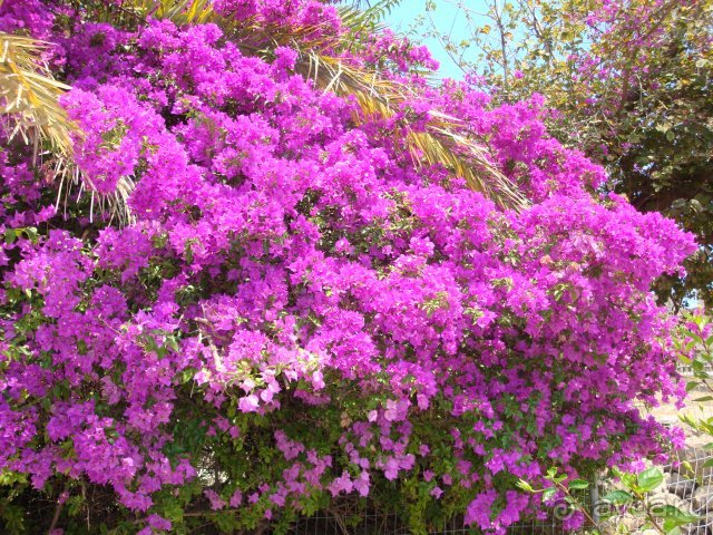 Солнечный остров Родос