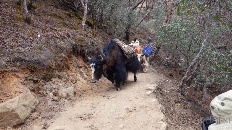 Тридцать и одна ночь. Юго-Восточные сказки. Непал-Индия апрель-май 2071года.