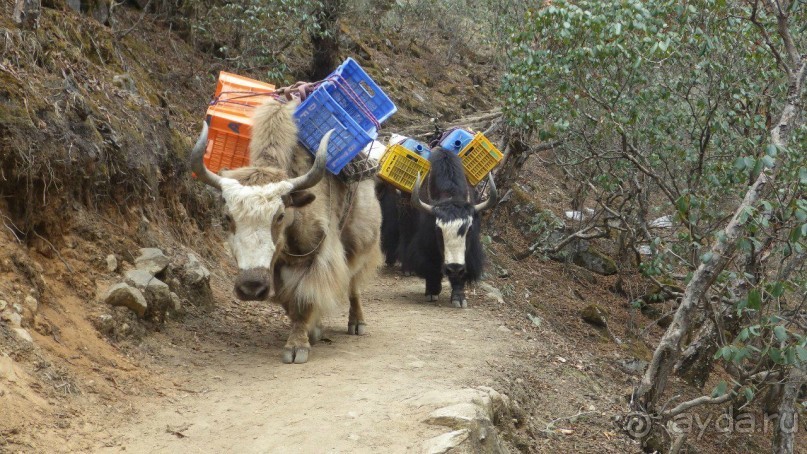 Тридцать и одна ночь. Юго-Восточные сказки. Непал-Индия апрель-май 2071года.