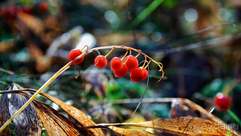 Водопад Кейла-Йоа
