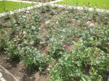 Путь от нарзанной галереи к долине роз и обратно - время незаметно пролетело