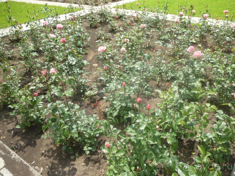 Путь от нарзанной галереи к долине роз и обратно - время незаметно пролетело