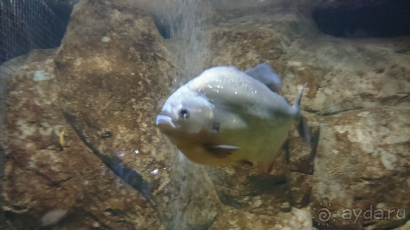 Казань жемчужина России