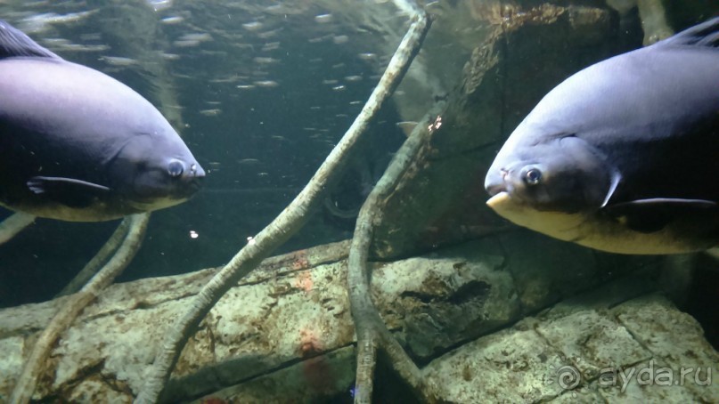 Казань жемчужина России