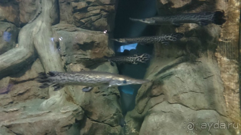 Казань жемчужина России