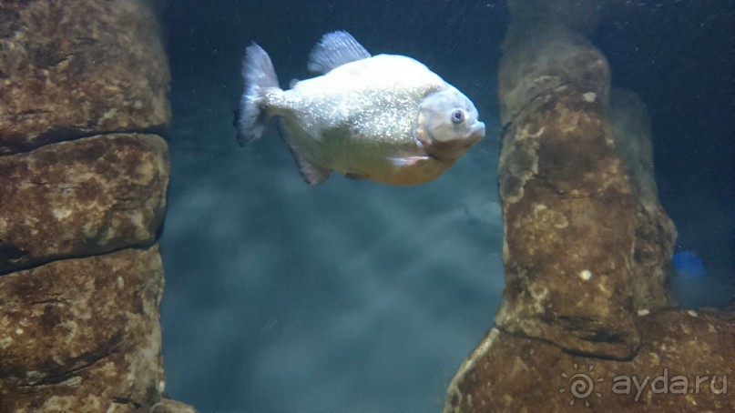 Казань жемчужина России