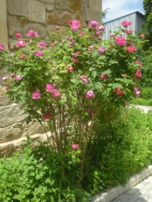 От Кисловодского мемориального музея-усадьбы художника Н. А. Ярошенко к музею крепости