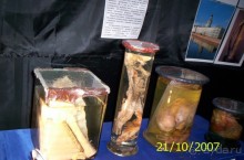 Музей антропологии и этнографии им. Петра Великого (Кунсткамера) - посетила Самару в особняке Дом К	