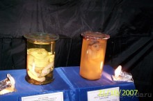 Музей антропологии и этнографии им. Петра Великого (Кунсткамера) - посетила Самару в особняке Дом К	