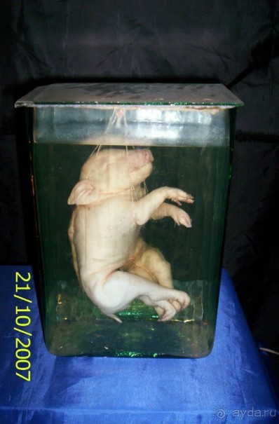 Музей антропологии и этнографии им. Петра Великого (Кунсткамера) - посетила Самару в особняке Дом К	