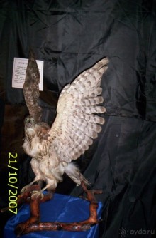 Музей антропологии и этнографии им. Петра Великого (Кунсткамера) - посетила Самару в особняке Дом К	