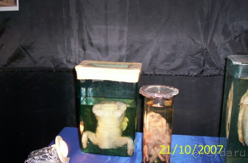 Музей антропологии и этнографии им. Петра Великого (Кунсткамера) - посетила Самару в особняке Дом К	