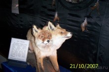 Музей антропологии и этнографии им. Петра Великого (Кунсткамера) - посетила Самару в особняке Дом К	