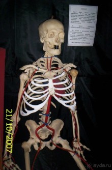 Музей антропологии и этнографии им. Петра Великого (Кунсткамера) - посетила Самару в особняке Дом К	