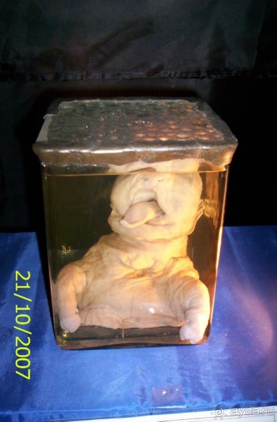 Музей антропологии и этнографии им. Петра Великого (Кунсткамера) - посетила Самару в особняке Дом К	