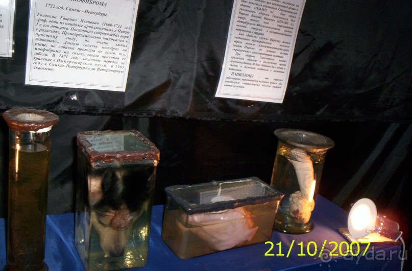 Музей антропологии и этнографии им. Петра Великого (Кунсткамера) - посетила Самару в особняке Дом К	