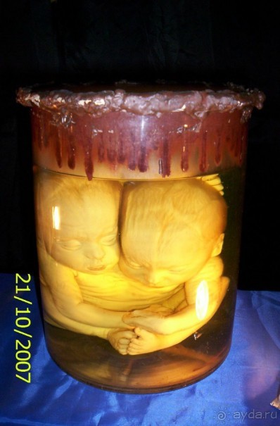 Музей антропологии и этнографии им. Петра Великого (Кунсткамера) - посетила Самару в особняке Дом К	