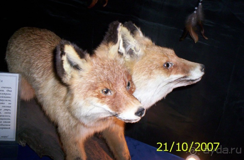 Музей антропологии и этнографии им. Петра Великого (Кунсткамера) - посетила Самару в особняке Дом К	