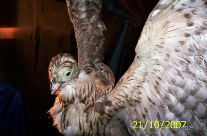 Музей антропологии и этнографии им. Петра Великого (Кунсткамера) - посетила Самару в особняке Дом К	