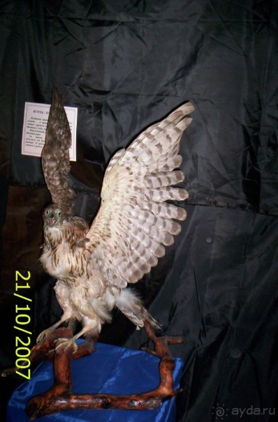 Музей антропологии и этнографии им. Петра Великого (Кунсткамера) - посетила Самару в особняке Дом К	