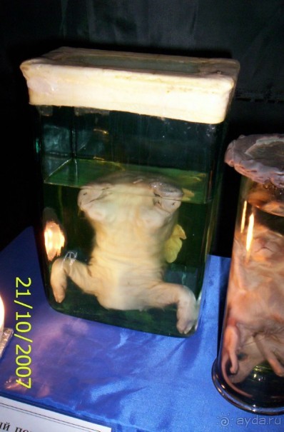 Музей антропологии и этнографии им. Петра Великого (Кунсткамера) - посетила Самару в особняке Дом К	