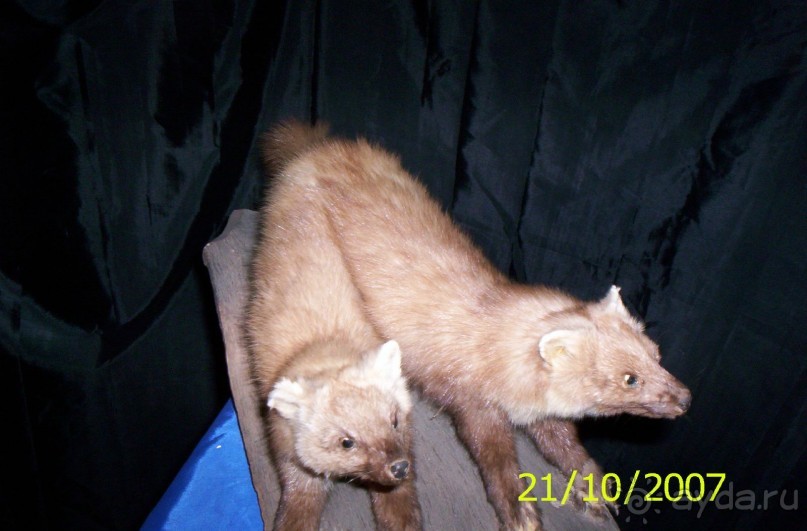 Музей антропологии и этнографии им. Петра Великого (Кунсткамера) - посетила Самару в особняке Дом К	