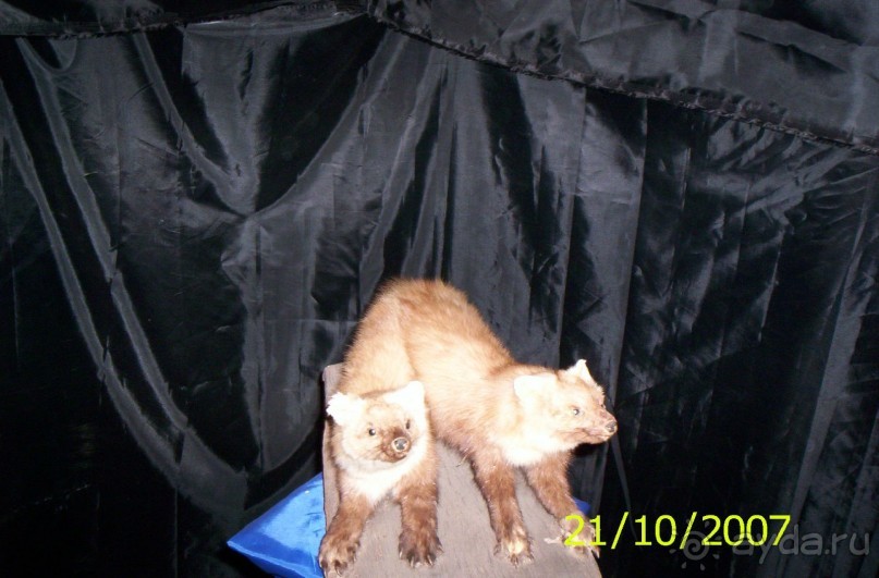 Музей антропологии и этнографии им. Петра Великого (Кунсткамера) - посетила Самару в особняке Дом К	