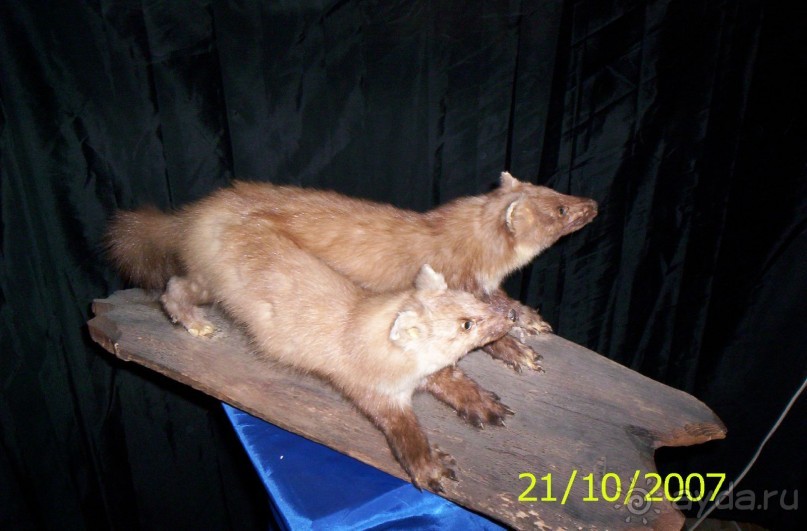 Музей антропологии и этнографии им. Петра Великого (Кунсткамера) - посетила Самару в особняке Дом К	