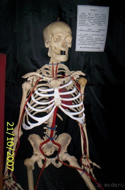 Музей антропологии и этнографии им. Петра Великого (Кунсткамера) - посетила Самару в особняке Дом К	