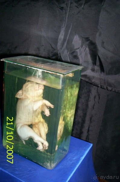 Музей антропологии и этнографии им. Петра Великого (Кунсткамера) - посетила Самару в особняке Дом К	