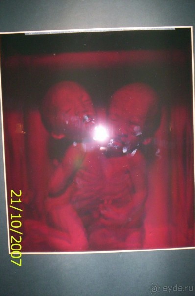 Музей антропологии и этнографии им. Петра Великого (Кунсткамера) - посетила Самару в особняке Дом К	