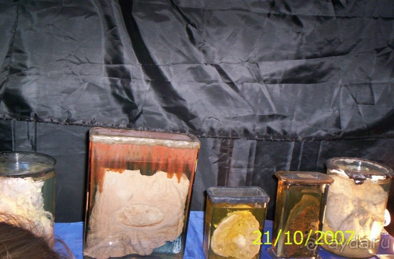 Музей антропологии и этнографии им. Петра Великого (Кунсткамера) - посетила Самару в особняке Дом К	