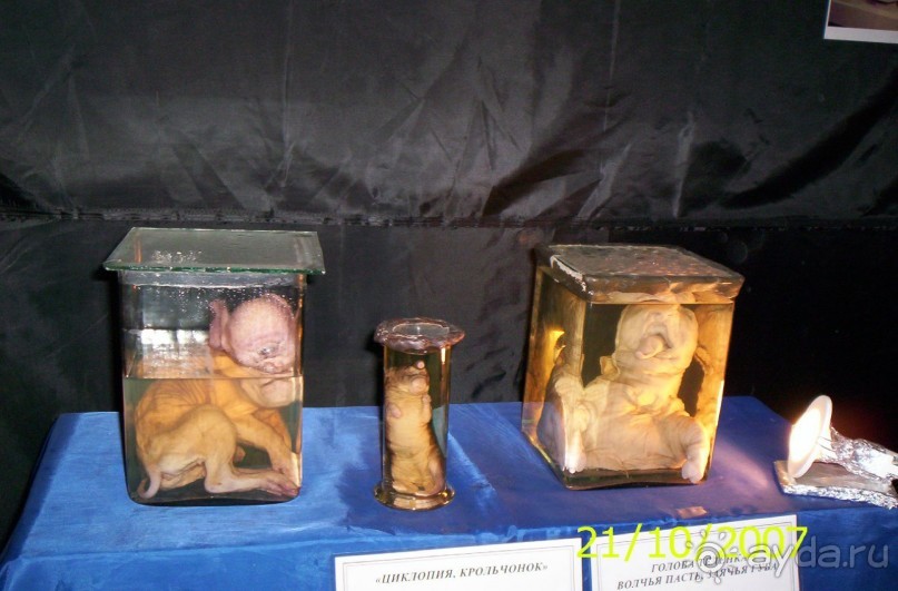 Музей антропологии и этнографии им. Петра Великого (Кунсткамера) - посетила Самару в особняке Дом К	