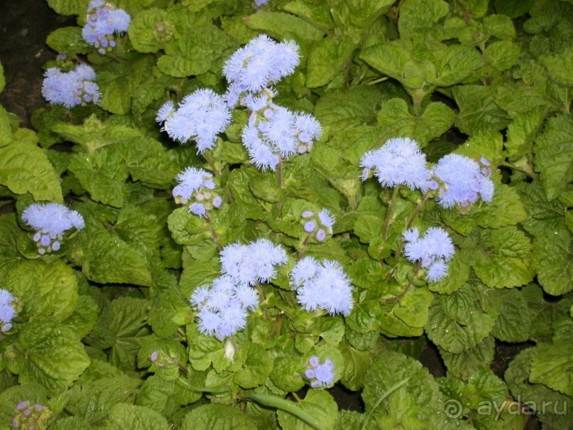 Вечерняя набережная Самары, виды старой части города