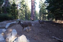 Day 9. Yosemite National Park