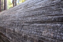 Day 9. Yosemite National Park