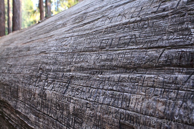 Day 9. Yosemite National Park