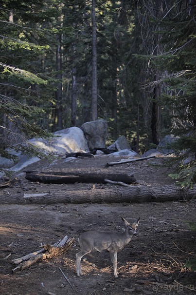 Day 9. Yosemite National Park