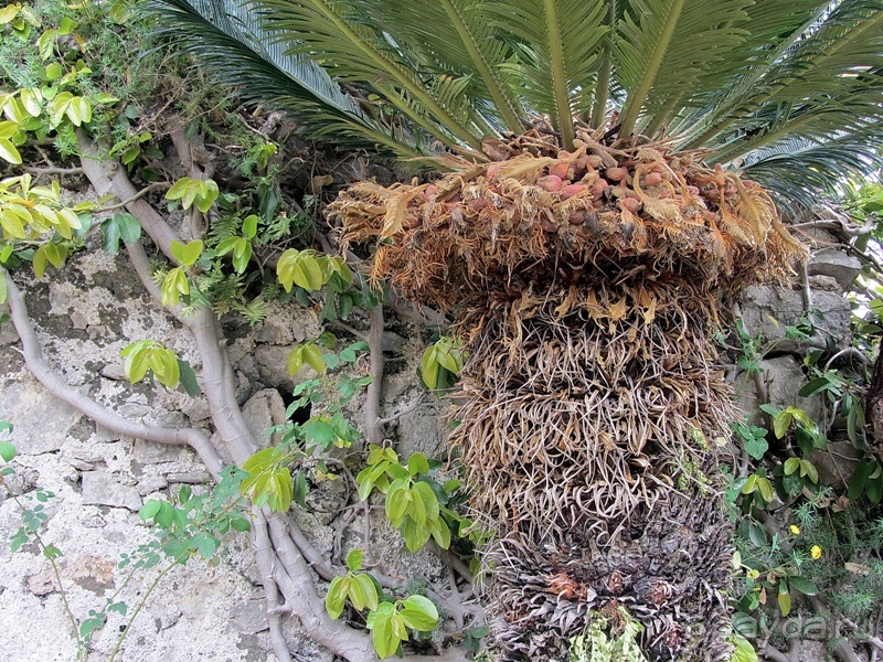 Дороги, которые нас выбирают: Неаполь, четыре "П" и Амальфитанское побережье. Часть 13