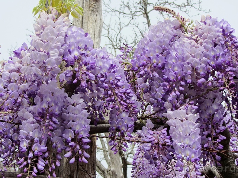 Дороги, которые нас выбирают: Неаполь, четыре "П" и Амальфитанское побережье. Часть 13