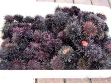 Апулия и Матера – впечатления без погружения. Мольфетта, Джовинаццо и опять Бари