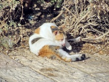 Второе пришествие в Израиль: Тель-Авив - Хайфа - Акко - Цфат - Галилея. Часть 7