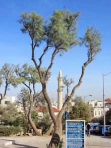 Второе пришествие в Израиль: Тель-Авив - Хайфа - Акко - Цфат - Галилея. Часть 7