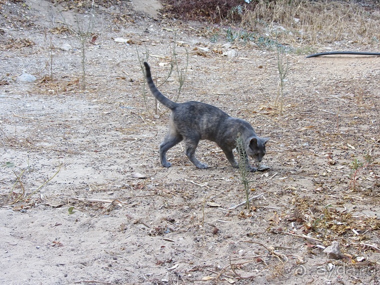 Второе пришествие в Израиль: Тель-Авив - Хайфа - Акко - Цфат - Галилея. Часть 7