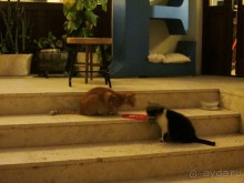 Второе пришествие в Израиль: Тель-Авив - Хайфа - Акко - Цфат - Галилея. Часть 7